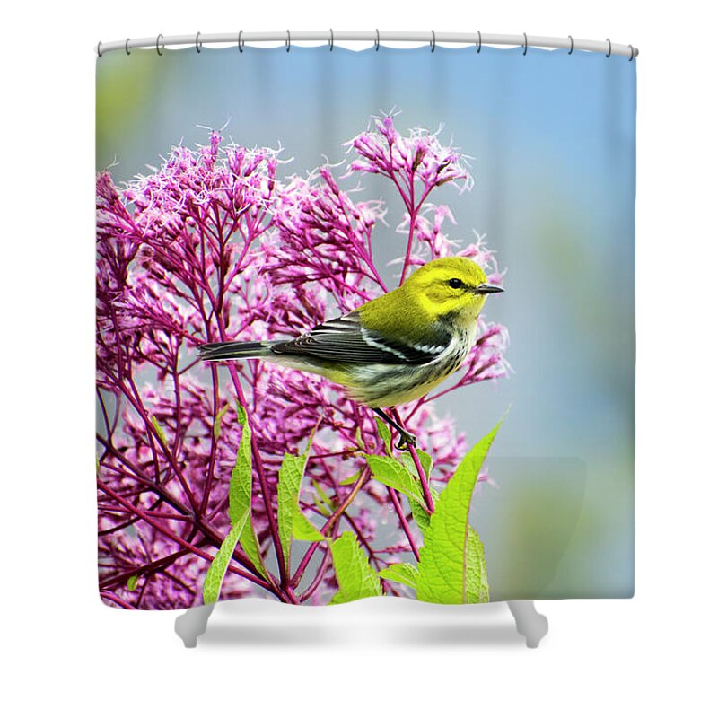 Bird Shower Curtain featuring the photograph Black Throated Green Warbler by Christina Rollo