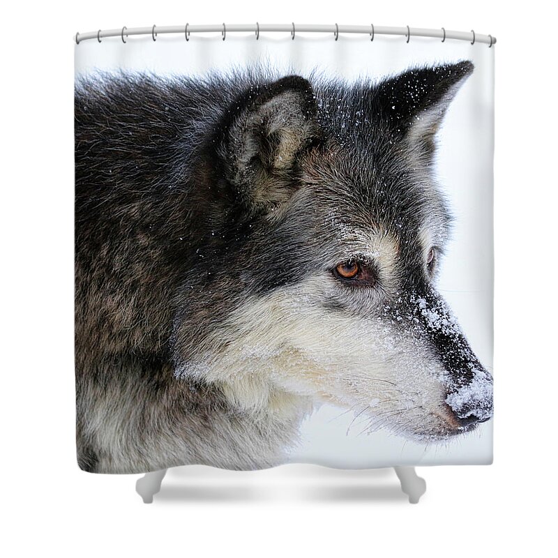 Wolf Shower Curtain featuring the photograph Black Wolf by Steve McKinzie