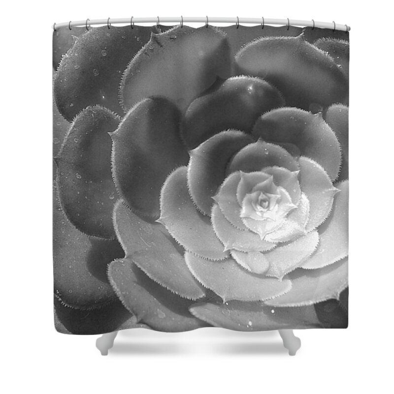 Flower Shower Curtain featuring the photograph Blackand White Cabbage Cactus by Amy Fose
