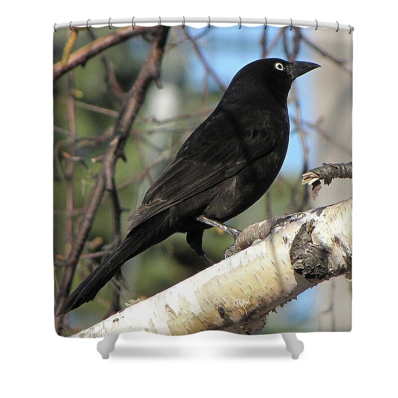 Black Shower Curtain featuring the photograph Blackbird by Cheryl Charette
