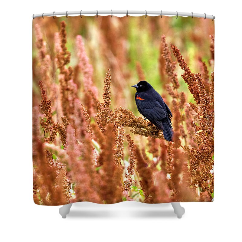 Agelaius Phoeniceus Shower Curtain featuring the photograph Blackbird by Paul Riedinger
