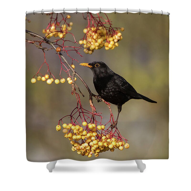 Blackbird Shower Curtain featuring the photograph Blackbird Yellow Berries by Pete Walkden