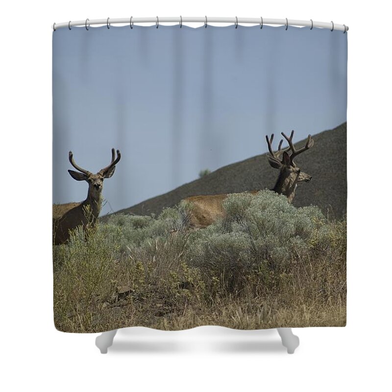 Buck Shower Curtain featuring the photograph BlackTail deer 2 by Sara Stevenson