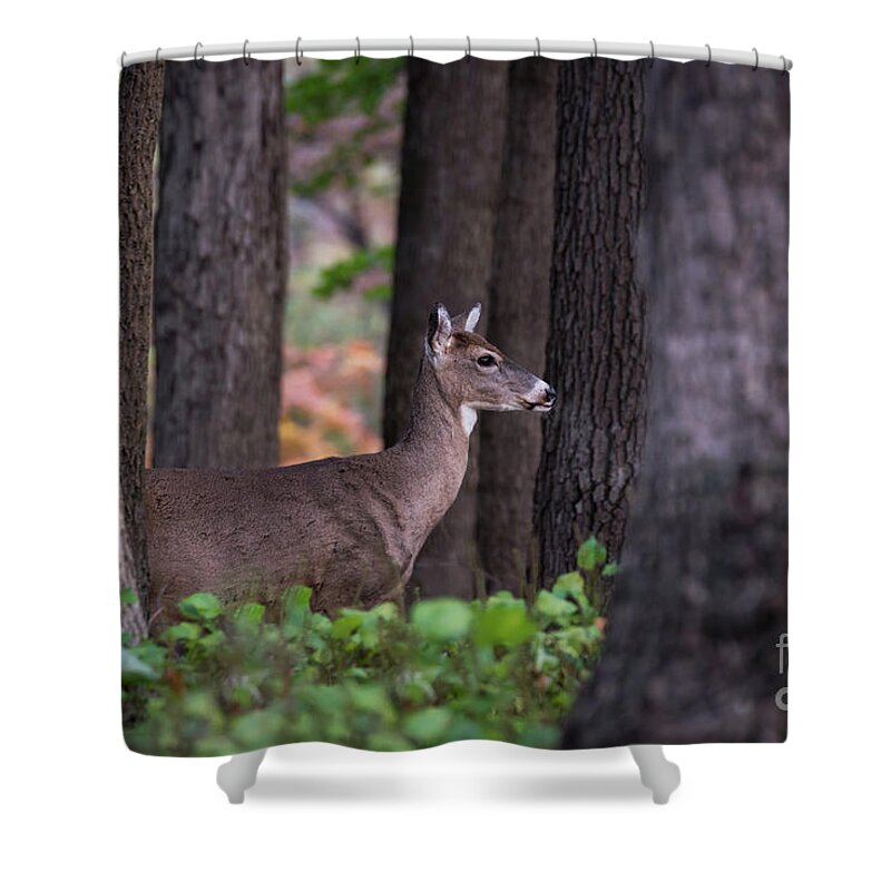 Deer Shower Curtain featuring the photograph Blending In by Andrea Silies