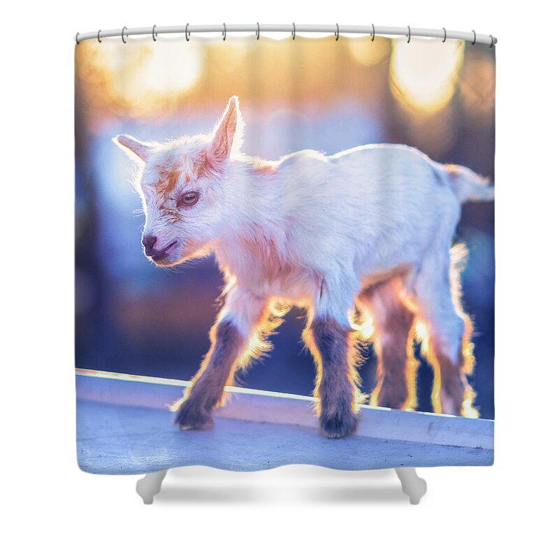 Goat Shower Curtain featuring the photograph Little Baby Goat Sunset by TC Morgan