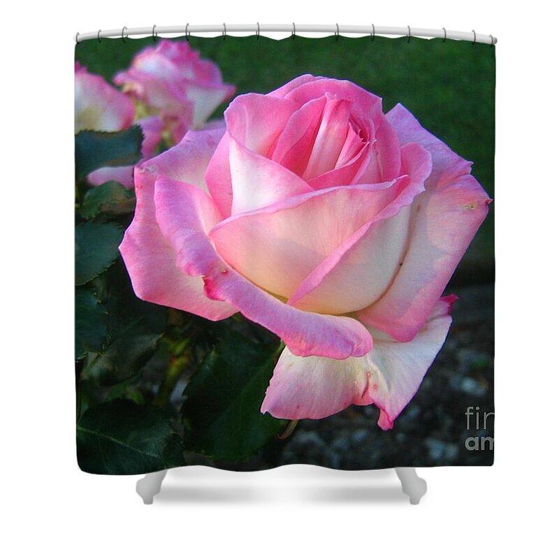 Pink Shower Curtain featuring the photograph Blessings by Leanne Seymour