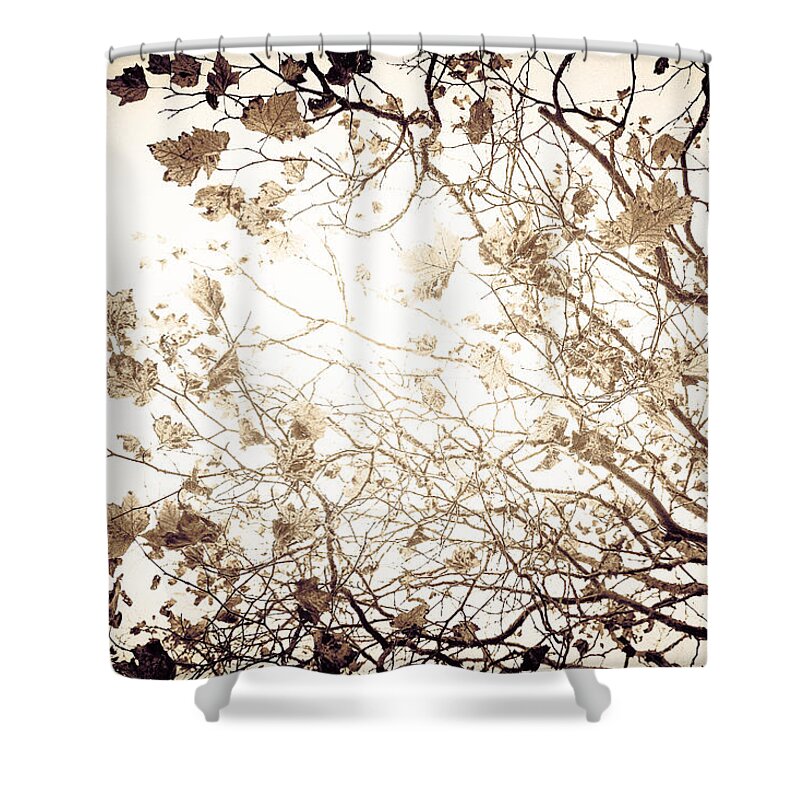 Tree Shower Curtain featuring the photograph Blinding Sun by Lora Lee Chapman