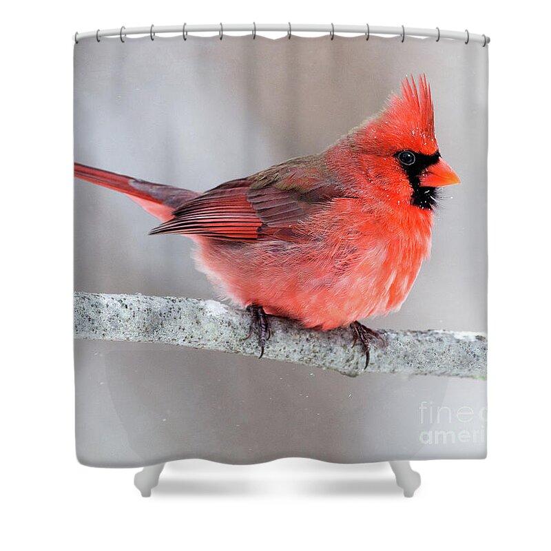Male Cardinal Shower Curtain featuring the photograph Winter Cardinal by Art Cole