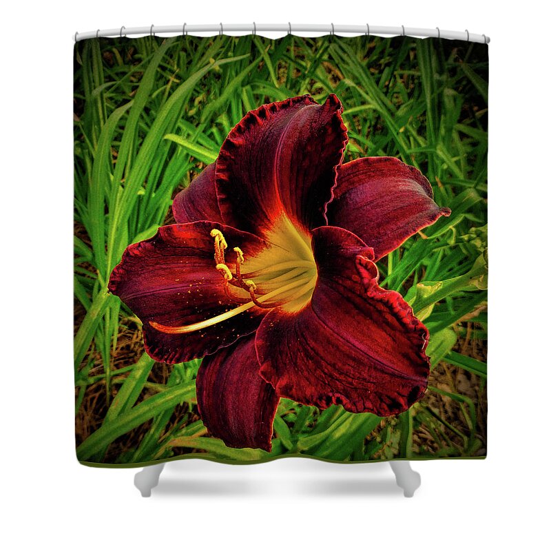 Fine Art Prints Shower Curtain featuring the photograph Blood Lily by Dave Bosse