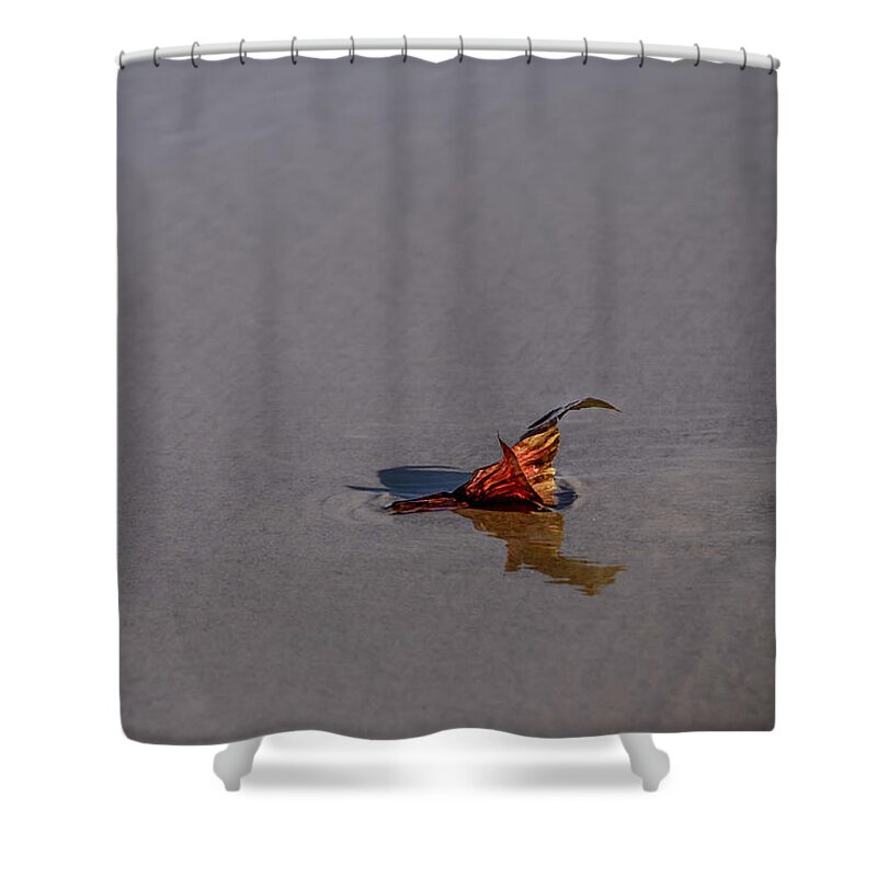 Beach Shower Curtain featuring the photograph Bloom Washed Ashore by Debra Martz