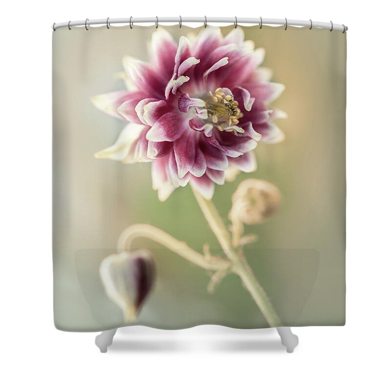 Colorful Shower Curtain featuring the photograph Blooming columbine flower by Jaroslaw Blaminsky