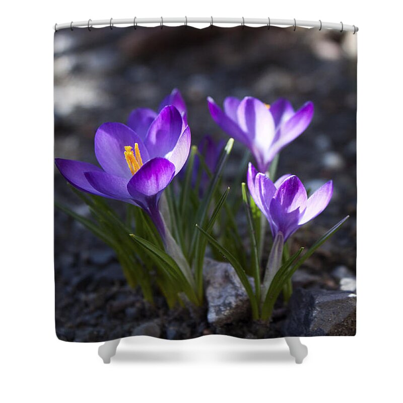 Flower Shower Curtain featuring the photograph Blooming Crocus #3 by Jeff Severson