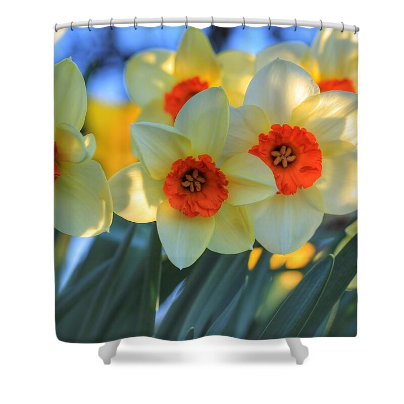 Blooming Daffodils Shower Curtain featuring the photograph Blooming daffodils by Lynn Hopwood