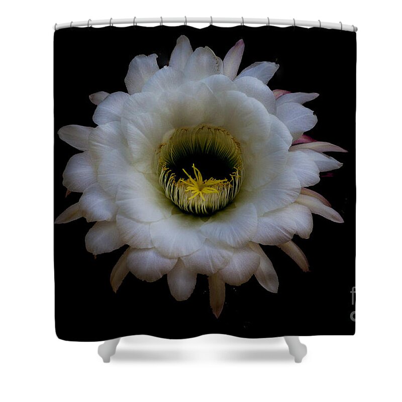 Night Bloomer Shower Curtain featuring the photograph Blooming Echinopsis candicans by Ruth Jolly