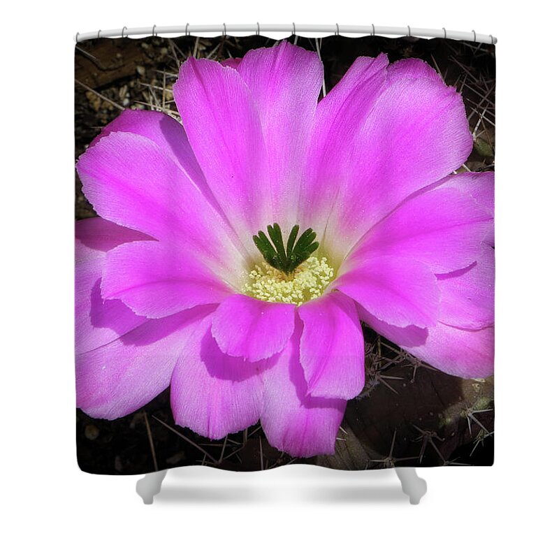 Flowers Shower Curtain featuring the photograph Blooming Pink by Elaine Malott