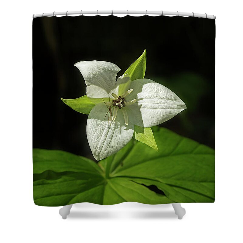 Sweet White Trillium Shower Curtain featuring the photograph Blooming Trillium by Mike Eingle