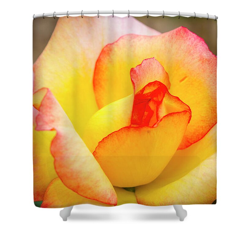 Valentine Shower Curtain featuring the photograph Blooming Yellow and Pink Rose by Teri Virbickis