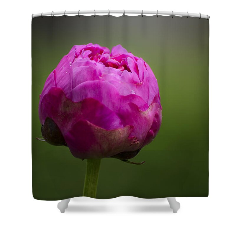 Bud Shower Curtain featuring the photograph Blossom by Andrea Silies