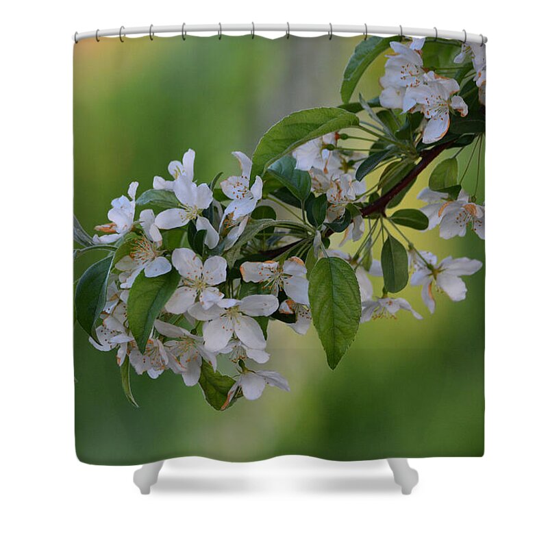 Apple Blossom Shower Curtain featuring the photograph Blossom in Frankenmuth by Richard Andrews