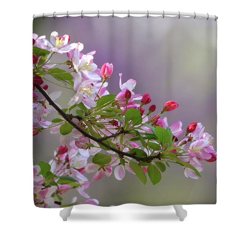Flower Shower Curtain featuring the photograph Blossoms and Bokeh by Ann Bridges