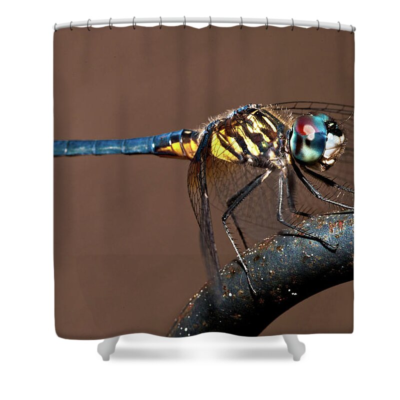 Dragonfly Shower Curtain featuring the photograph Blue and Gold Dragonfly by Christopher Holmes