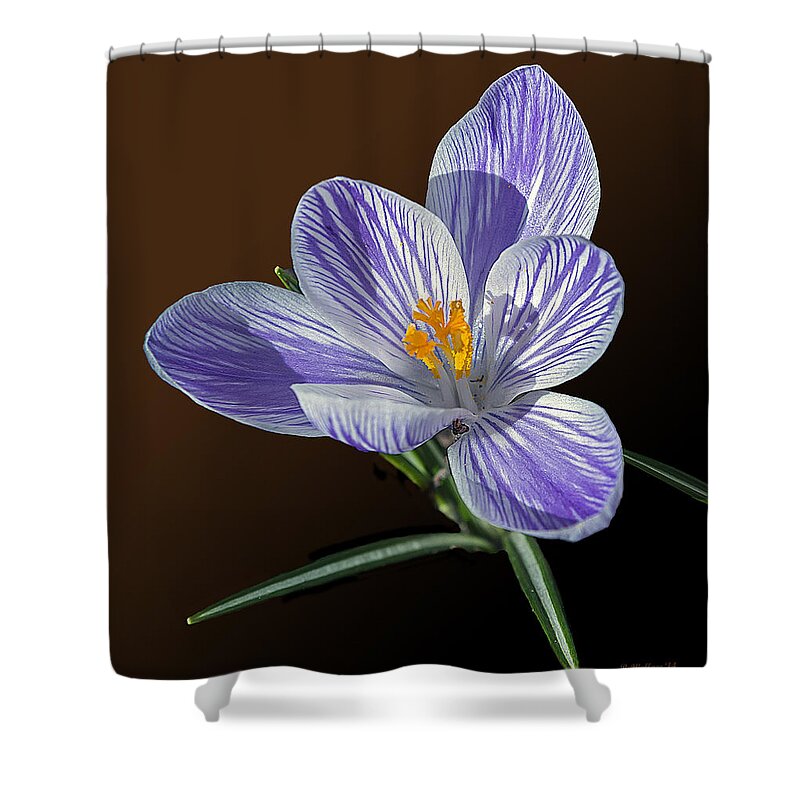 2d Shower Curtain featuring the photograph Blue And White Crocus by Brian Wallace