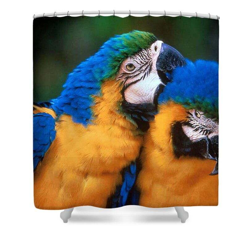 Blue-and-yellow Macaw Shower Curtain featuring the photograph Blue-and-yellow Macaw by Jackie Russo