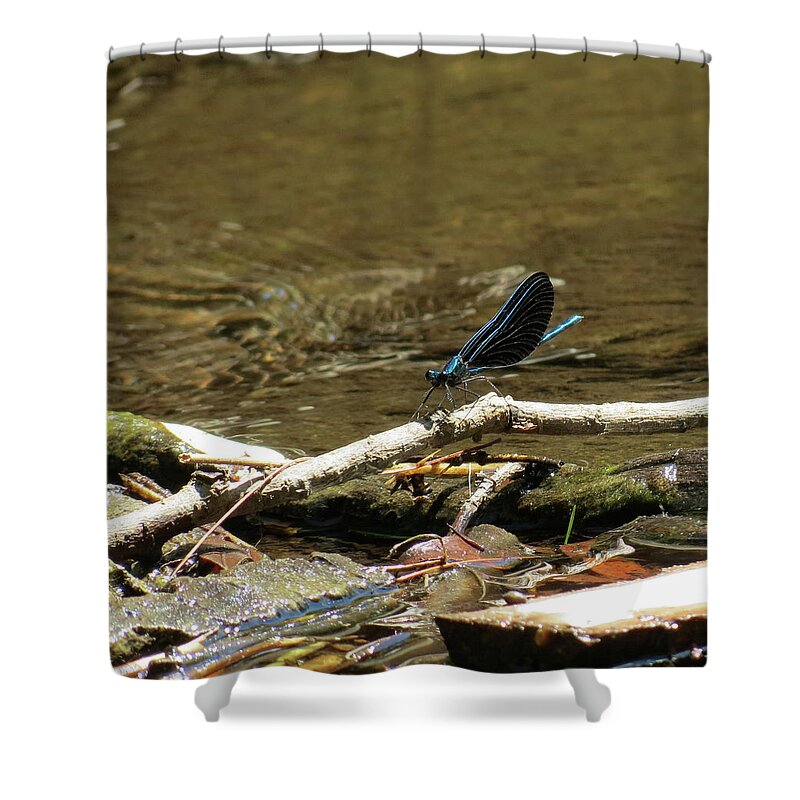 Insect Shower Curtain featuring the photograph Blue Beauty by Azthet Photography