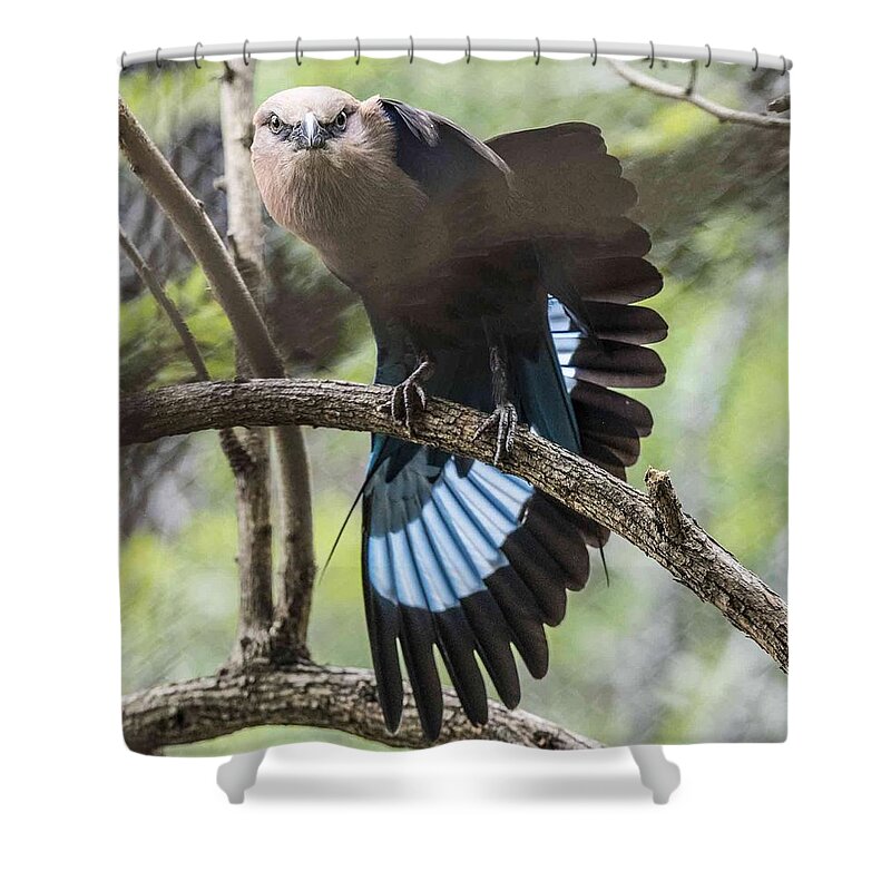 Fauna Shower Curtain featuring the photograph Blue Bellied Roller Stretching His Flight Feathers by William Bitman
