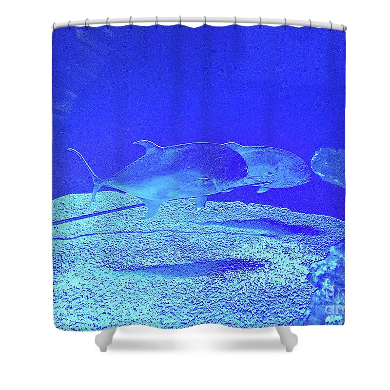 Aquarium Shower Curtain featuring the photograph Blue Below by Barbara Plattenburg
