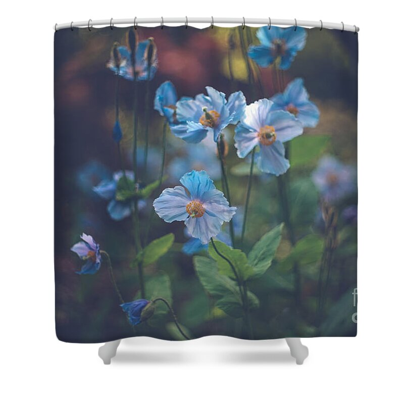 Blue Himalayan Poppies Shower Curtain featuring the photograph Blue by Carrie Cole