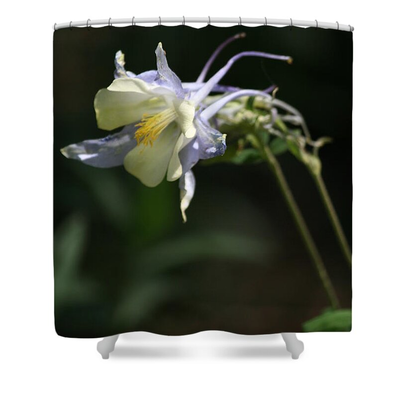 Flagstaff Shower Curtain featuring the photograph Blue Columbine by Grant Washburn