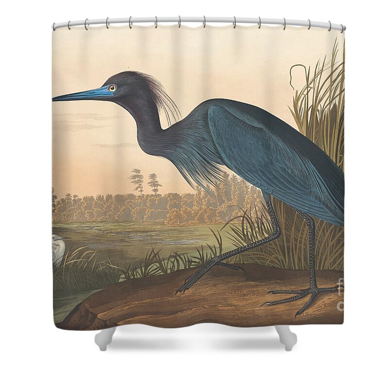 Audubon Shower Curtain featuring the painting Blue Crane or Heron by John James Audubon