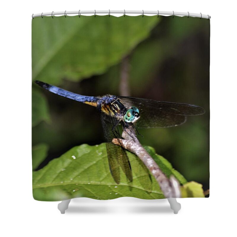 Blue Dasher Dragonfly Shower Curtain featuring the photograph Blue Dasher Dragonfly by Warren Thompson