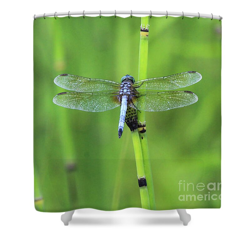 Blue Dasher Shower Curtain featuring the photograph Blue Dasher by Paula Guttilla