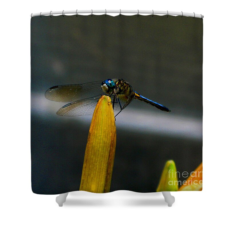 Dragonfly Shower Curtain featuring the photograph Blue Dhasher Dragonfly by September Stone