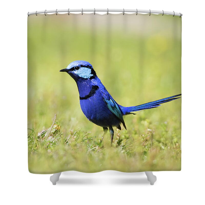 Wren Shower Curtain featuring the photograph Blue by Diana Andersen