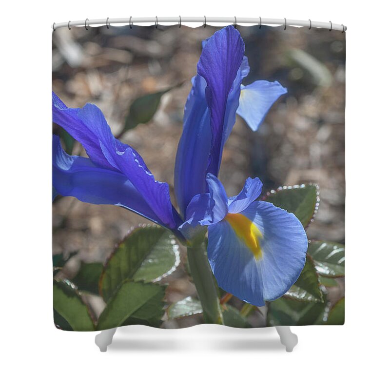 May Arboretum Shower Curtain featuring the photograph Blue Dutch Iris by Rick Mosher