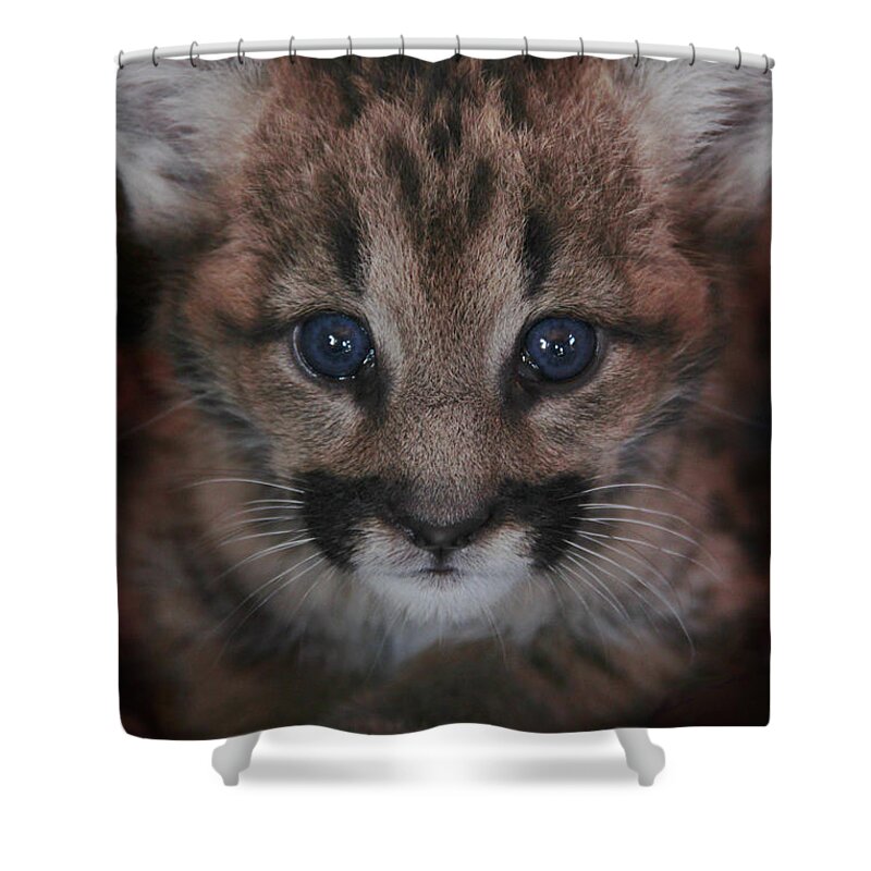 Cat Shower Curtain featuring the photograph Blue Eyed Baby by Becqi Sherman