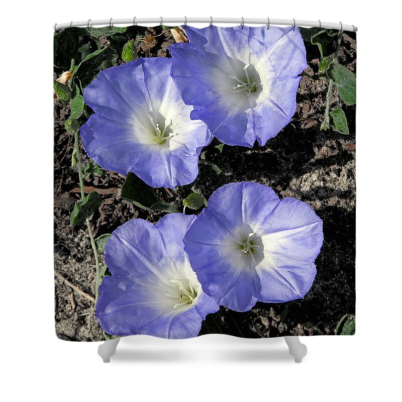 Nature Shower Curtain featuring the photograph Blue Glory by Peggy Urban