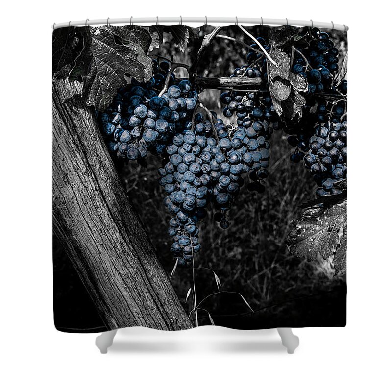 Composite Shower Curtain featuring the photograph Blue Grapes 2 by Wolfgang Stocker