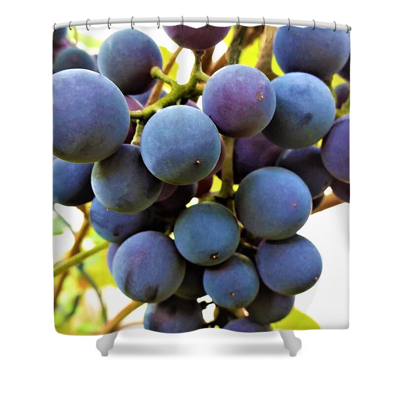 Grapes Shower Curtain featuring the photograph Blue Grapes by Cristina Stefan