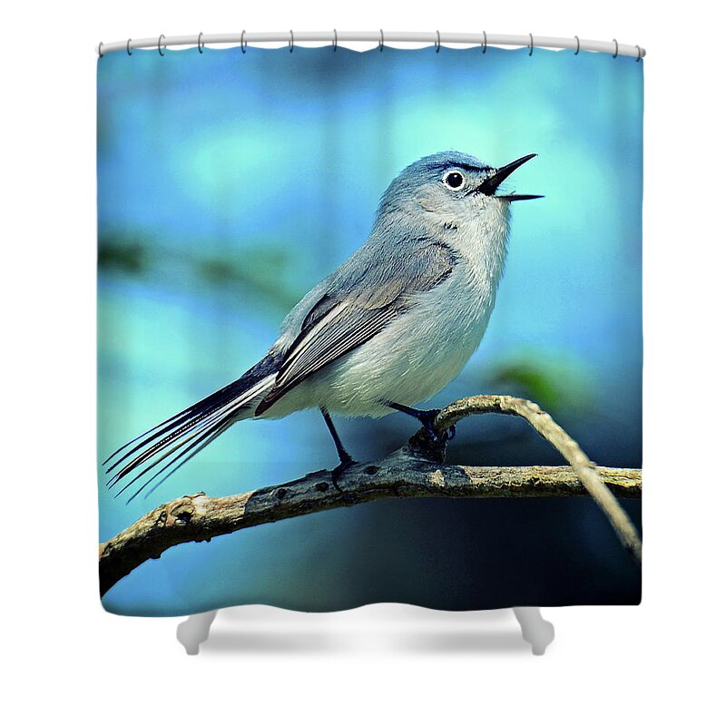 Bird Shower Curtain featuring the photograph Blue-gray Gnatcatcher by Rodney Campbell