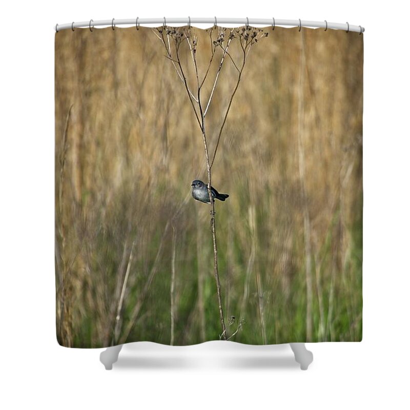 Wildlife Shower Curtain featuring the photograph Blue-grey Gnatcatcher by John Benedict
