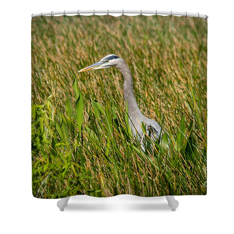 America Shower Curtain featuring the photograph Blue Heron by Amanda Mohler