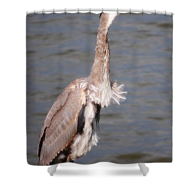 Blue Heron Shower Curtain featuring the photograph Blue Heron Calling by Sumoflam Photography