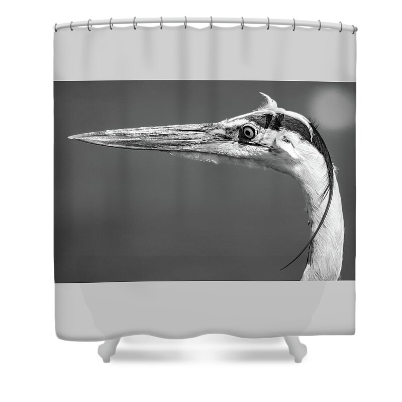 Blue Shower Curtain featuring the photograph Blue Heron by David Hart