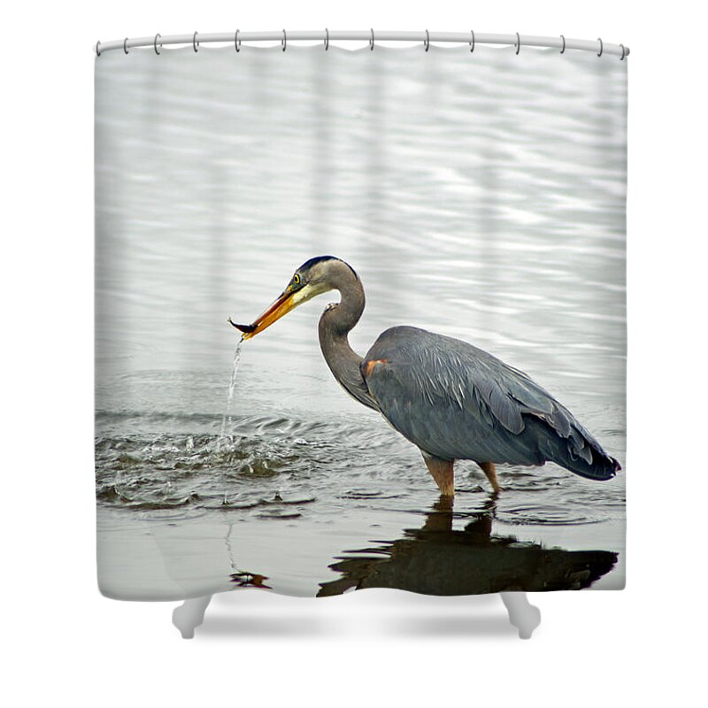 Blue Shower Curtain featuring the photograph Blue Heron Fishing by Louise Magno