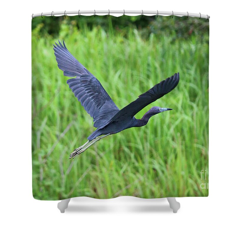 Little Blue Heron Shower Curtain featuring the photograph Blue Heron Flying over Green Reeds by Carol Groenen