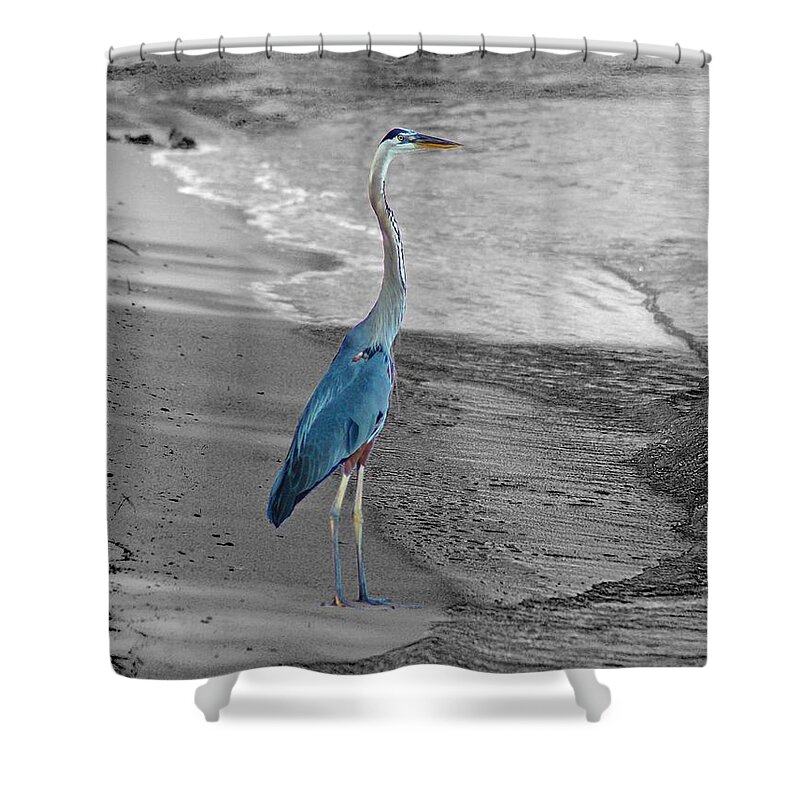 Birds Shower Curtain featuring the painting Blue heron On Beach by Michael Thomas